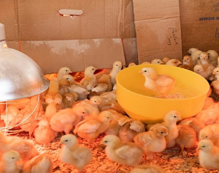 Poultry Water Management