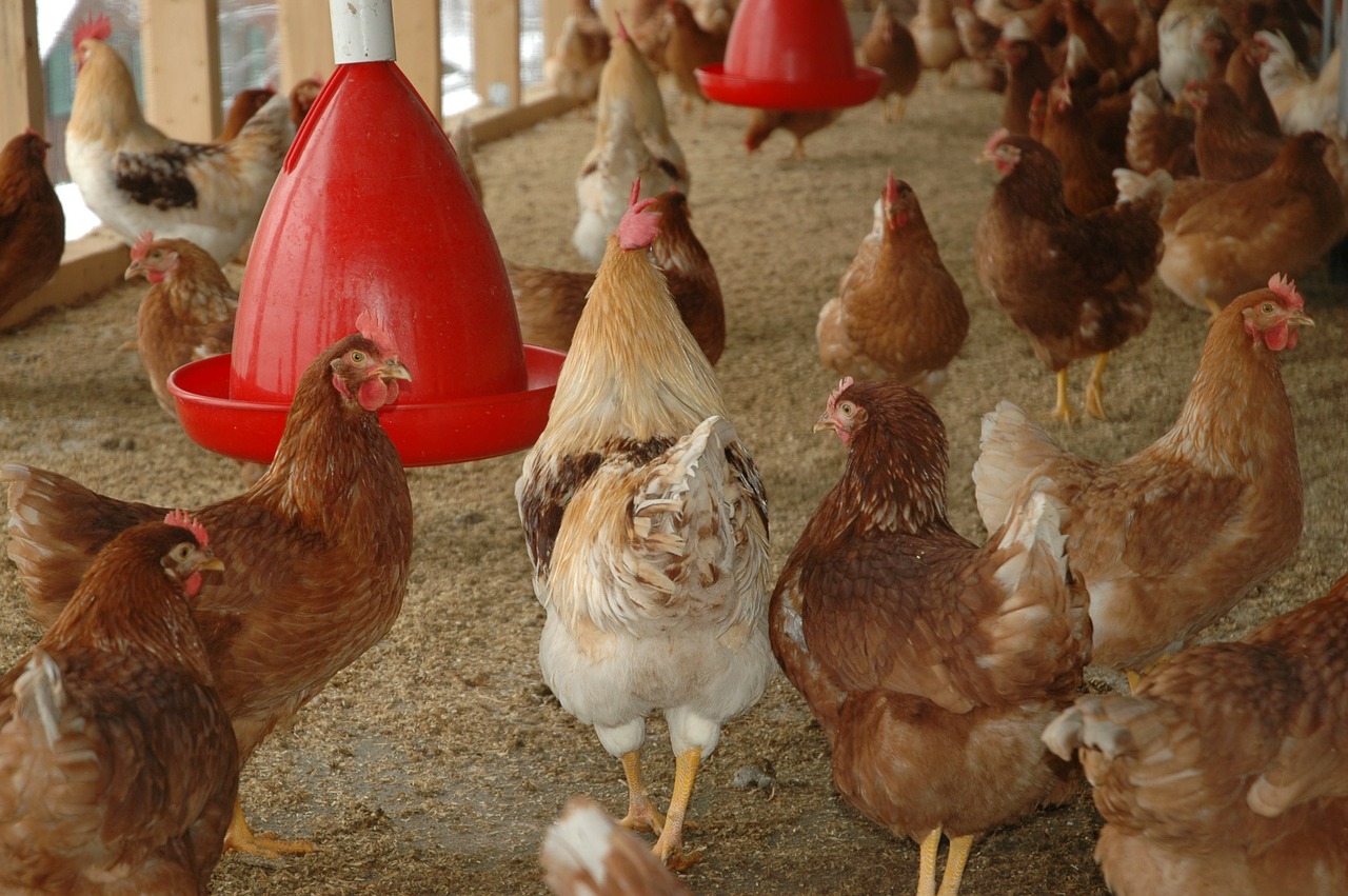 chicken coop, chickens, hahn